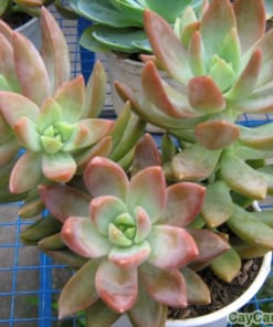 Chậu cây Sen Đá 2 cay sen da 2