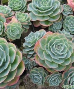 Chậu cây Sen Đá 3 cay sen da 4