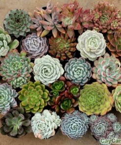 Chậu cây Sen Đá 4 cay sen da 5