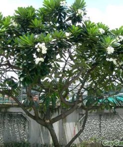 Cây Sứ Đại 2 cay su dai 2