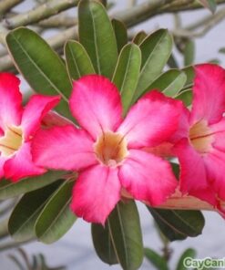 Cây Sứ Đại 4 cay su dai 3