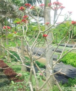 Cây Sứ Đại 3 cay su dai 4