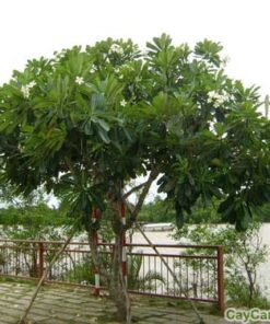 Cây Sứ Đại 1 cay su dai 5