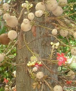 Cây Tha La giống 1 cay tha la 2