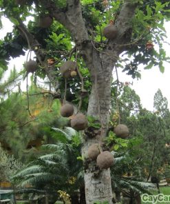 Cây Tha La giống 2 cay tha la 3