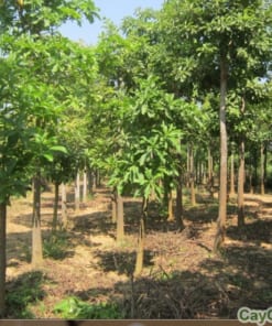 Cây Tha La giống 3 cay tha la 4