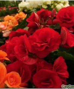 Cây hoa Thu Hải Đường 2 cay thu hai duong 1