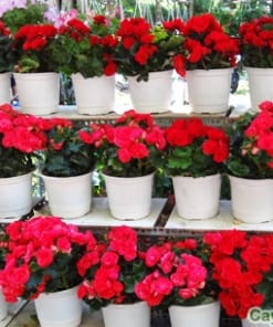 Cây hoa Thu Hải Đường 3 cay thu hai duong 2