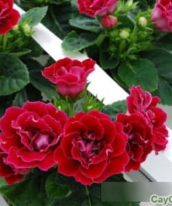 Cây hoa Thu Hải Đường 1 cay thu hai duong 5