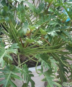 Cây trầu bà lá xẻ 2 cay trau ba la xe1