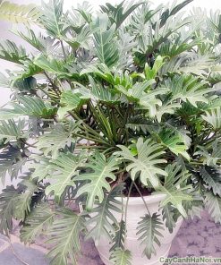 Cây trầu bà lá xẻ 1 cay trau ba la xe2