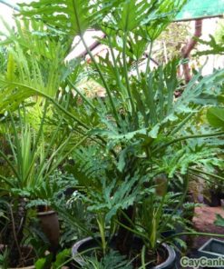 Cây trầu bà lá xẻ 3 cay trau ba la xe3