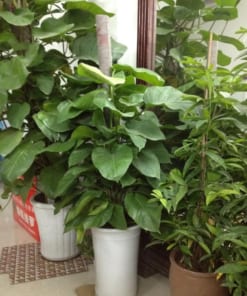 Cây Trầu bà leo cột 2 cay trau ba leo cot1