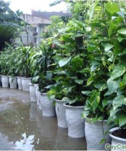 Cây Trầu bà leo cột 3 cay trau ba leo cot2