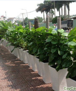 Cây Trầu bà leo cột 1 cay trau ba leo cot3