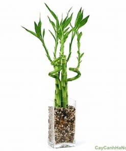 Cây Trúc Phát Lộc 3 cay truc phat loc 3