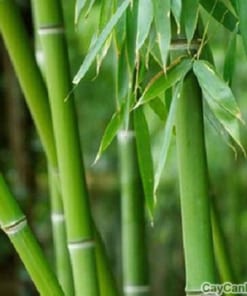 Cây Trúc Phát Lộc 1 cay truc phat loc 4