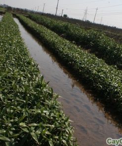 Cây Trúc Phát Lộc 2 cay truc phat loc 5