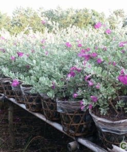 Cây Tuyết Sơn Phi Hồ 3 cay tuyet son phi ho 1