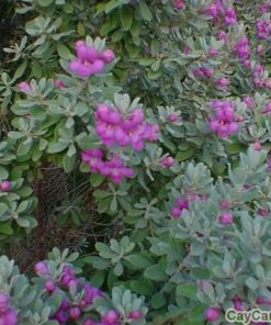 Cây Tuyết Sơn Phi Hồ 1 cay tuyet son phi ho 3