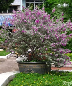 Cây Tuyết Sơn Phi Hồ 2 cay tuyet son phi ho 5