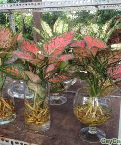 Cây Vạn Lộc 1 cay van loc2