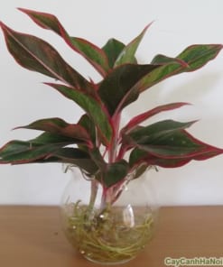 Cây Vạn Lộc 2 cay van loc3