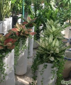 Cây Vạn Lộc 3 cay van loc4