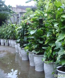 cay van nien thanh leo cot