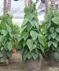 cay van nien thanh leo cot1