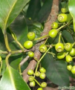 Cây Vối 3 cay voi 1