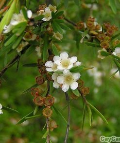 Cây Vối 2 cay voi 2