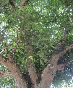 Cây Vối 1 cay voi 3