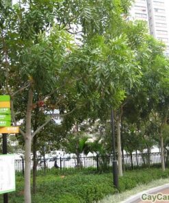 Cây Xà Cừ giống 1 cay xa cu 2