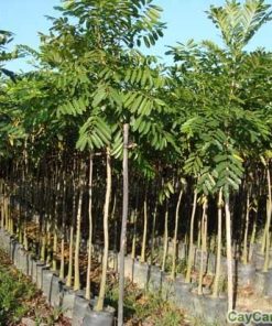 Cây Xà Cừ giống 2 cay xa cu 4