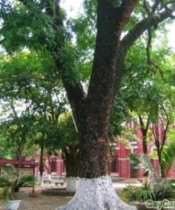 Cây Xà Cừ giống 3 cay xa cu 5