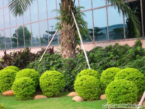 cay xanh cong trinh1