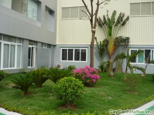 cay xanh cong trinh14