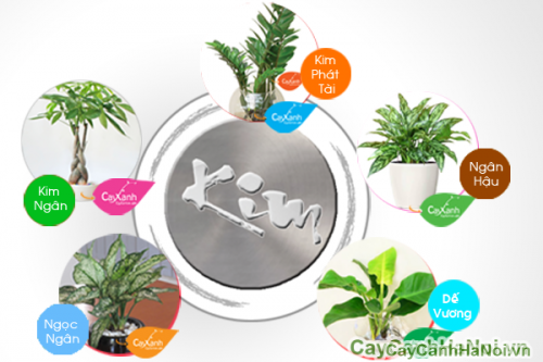 cay xanh phong thuy cho nguoi menh kim