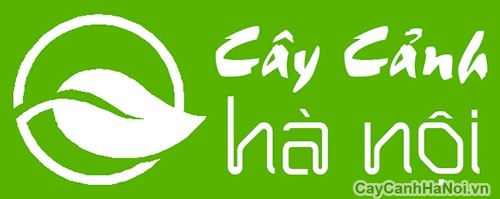 caycanhhanoi2014 xanh500