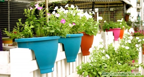 chau trong cay canh3