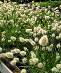 Hạt giống cỏ Đuôi Thỏ 1 co duoi tho 2