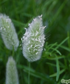 Hạt giống cỏ Đuôi Thỏ 2 co duoi tho 3