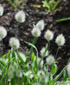 Hạt giống cỏ Đuôi Thỏ 3 co duoi tho 5