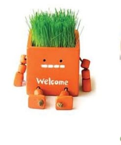 Hạt giống cỏ tóc ngộ nghĩnh 3 co toc 2