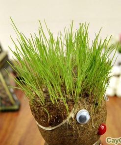 Hạt giống cỏ tóc ngộ nghĩnh 1 co toc 3