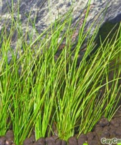 Hạt giống cỏ tóc ngộ nghĩnh 2 co toc 4