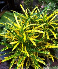 Cây Cô Tòng Lá Đốm 3 co tong la dom 1