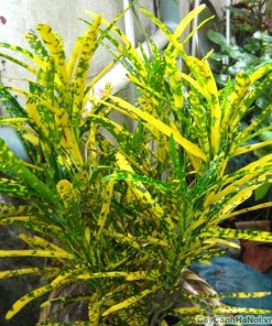 Cây Cô Tòng Lá Đốm 2 co tong la dom 2