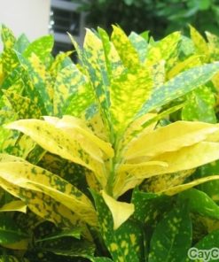 Cây Cô Tòng Lá Đốm 1 co tong la dom 3